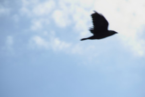 bird in flight