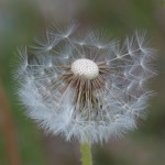 dandelion_seeds_common_dandelion