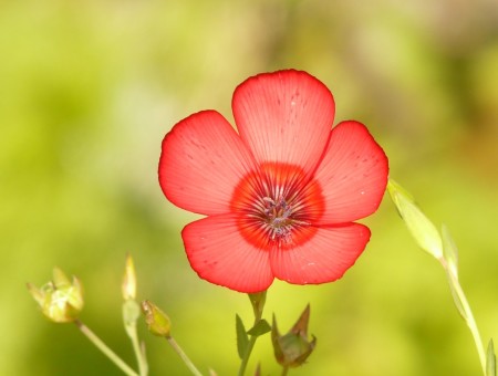 translucent_red_lein_flower