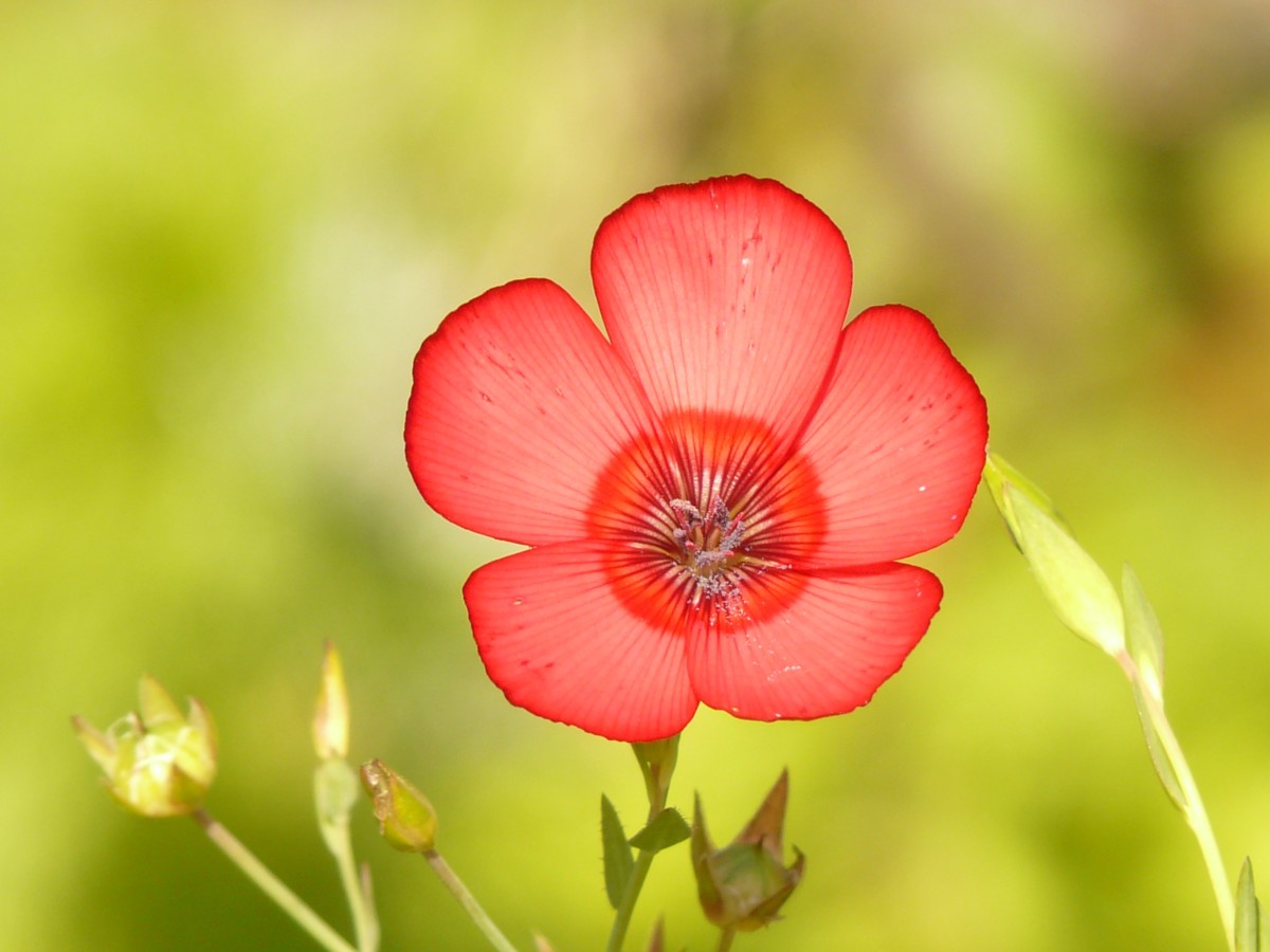 translucent_red_lein_flower