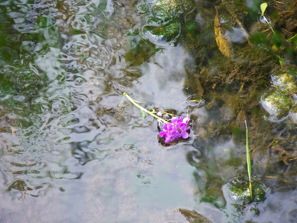 flower_in_country_stream